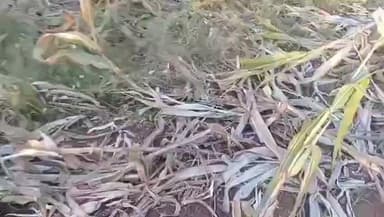 खामगाव: जय राम गड मधील शेतकऱ्यांवर आलं नवीन संकट! शेतात उभ्या असलेल्या पिकांची वन्यप्राण्यांकडून नासाडी, शेतकरी झाले त्रस्त