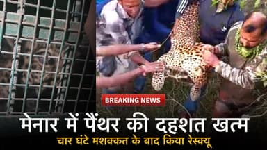मेनार में पैंथर की दहशत खत्म, चार घंटे मशक्कत के बाद किया रेस्क्यू !