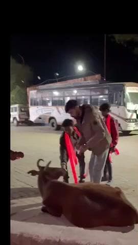 रात्रि में विकसित बुंदेलखंड की टीम ने गौ माता और नंदी महाराज को सीगो में रेडियम लगाया