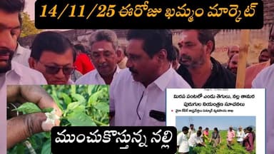 14-11-25 Today khammam market yard prices #ఖమ్మం మార్కెట్ యార్డ్ ధరలు खम्मम बाजार यार्ड की कीमतें