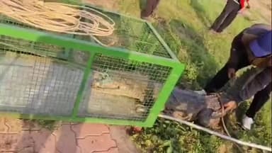 વડોદરા પશ્ચિમ: ગામના મંદિર પાસે આવી ગયેલા 10 ફૂટના મહાકાય મગરનું રેસ્ક્યુ