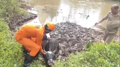 മാനന്തവാടി: നടവയലിൽ ചതുപ്പിൽ അകപ്പെട്ട പശുവിനെ അഗ്നിരക്ഷാസേന രക്ഷപ്പെടുത്തി