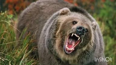 चकराता: मौत से भिड़कर लौटी जिंदगी, भालू के हमले में महिला हुई घायल