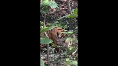 ବାରିପଦା ମ୍ୟୁନିସିପାଲଟି: ଶିମିଳିପାଳରେ ଗୋଟିଏ ହରିଣ କୁ ଶିକାର କରିଲେ ୩ ମହାବଳ ବାଘ ବୋଲି ସୋସିଆଲ ଭିଡିଓ ହେଲା ଭାଇରାଲ୍