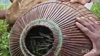 গলসি ১: গলসির ভাসাপুর গ্রামে উদ্ধার হল একটি প্রাপ্ত বয়স্ক সজারু