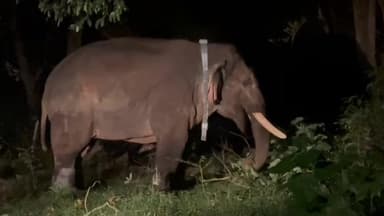 வால்பாறை: காலர் ஐடி பொருத்தப்பட்ட ரோலக்ஸ் காட்டு யானை மந்திரி மட்டம் பகுதியில் விடப்பட்டது