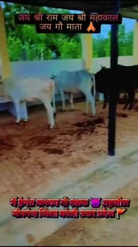 मैं हेमंत कश्यप गौ रक्षक 😈 तहसील मीरगंज जिला बरेली up 25 जय श्री राम जय श्री महाकाल जय गौ माता 🙏