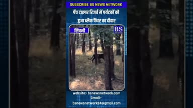 पेंच टाइगर रिजर्व में पर्यटकों को हुआ ब्लैक पैंथर का दीदार #BlackPanther #PenchTigerReserve #Wildlif