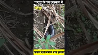 चांदपुर के कुलचाना में किसान के खेत मे अजगर मचा हड़कम #bijnornewsupdate1 #bijnornews #viralnews