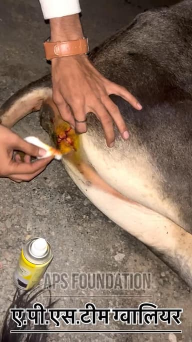 रफतार से गाड़ी चला रहा था गाये को मारी टक्कर इसे 1 पेट टूट गया 3 पसली टूटी 🥺..!
Respect Girls help poor
#apsgurjar #help #gwalior