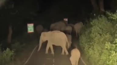 பந்தலூர்: பாட்டாவயல் சாலையில் உலா வந்த காட்டு யானைகள் கூட்டம்