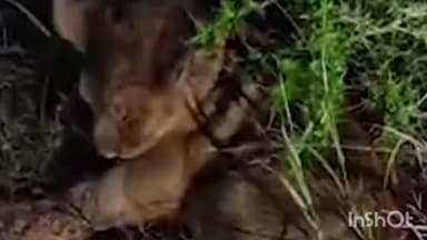 કુંકાવાવ: કુંકાવાવ વિસ્તારમાં ટ્રેનની અડફેટે સિંહના અકસ્માતની આ પ્રથમ ઘટના છે.