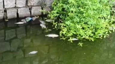 திருவாடனை: அருள்மிகு சிநேக வள்ளி அம்பாள் கோவில் முன்புறம் உள்ள தீர்த்த தெப்பக்குளத்தில் இறந்த நிலையில் மீன்கள் செத்து மிதக்கின்றன