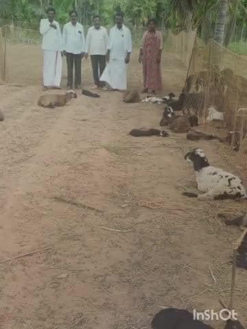 ಕಡೂರು: ಜೋಡಿ ತಿಮ್ಮಾಪುರದಲ್ಲಿ ಕುರಿ ಮಂದೆಯ ಮೇಲೆ ಬೀದಿ ನಾಯಿ ದಾಳಿ, 20 ಕುರಿಗಳು ಸಾವು