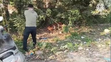 बमसन: सुजानपुर के भलेठ में पागल बैल का आतंक, कई लोग हुए घायल, प्रशासन ने पाया काबू