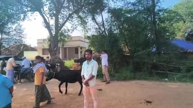 ஆலங்குடி: வாடிப்பட்டி கிராமத்தில் நடைபெற்ற கால்நடைகளுக்கான சிறப்பு மருத்துவ முகாமில் ஏராளமான கால்நடைகள் பங்கேற்று பயனடைந்தன