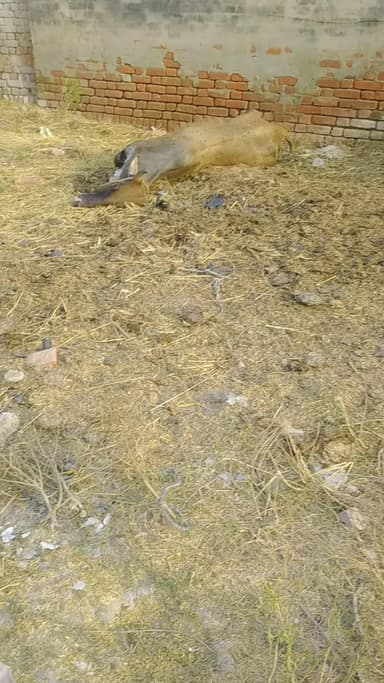 giram Lilaur jheel ke pas Gaye ka mirtak SAB pada hia jiski skillet Karne par giram Pirdhan ne saf inkar kar diya