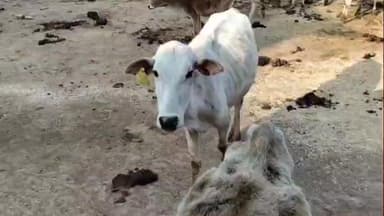 उचेहरा: असहाय और बेसहारा गोवंश को दिया जाता है सहारा रमपुरवा धाम आश्रम उचेहरा की गौशाला में