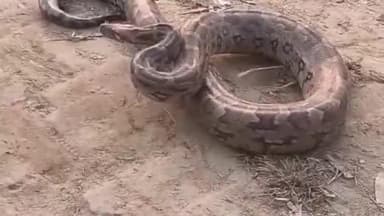 महमूदाबाद: खाफ़ा कला गांव में विशाल अजगर ने लोगों में दहशत फैलाई, वीडियो सोशल मीडिया पर हो रहा वायरल