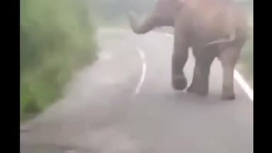 பந்தலூர்: சேரம்பாடி வனச்சரகத்திற்கு உட்பட்ட பகுதிகளில் காட்டு யானைகள் நடமாட்டம் உள்ள இடங்கள் அறிவிப்பு