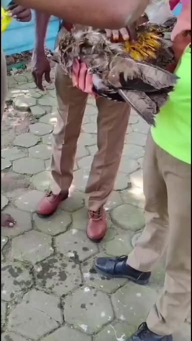 தண்டையார்பேட்டை: கொருக்குப்பேட்டை எழில் நகர் பகுதியில் அடிபட்ட பருந்துக்கு முதலுதவி செய்து பறக்க விட்ட தீயணைப்பு படையினர்