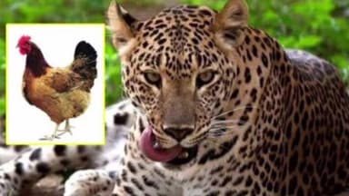 अर्जुनी मोरगाव: बिबट्याने कोंबड्या केल्या फस्त मुंगली येथील घटना