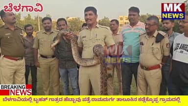 ಬೆಳಗಾವಿಯಲ್ಲಿ ಬೃಹತ್ ಗಾತ್ರದ ಹೆಬ್ಬಾವು ಪತ್ತೆ.ರಾಮದುರ್ಗ ತಾಲೂಕಿನ ಕಡ್ಲೆಕ್ಕೊಪ್ಪ ಗ್ರಾಮದಲ್ಲಿ ನಡೆದ ಘಟನೆ