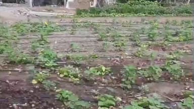 કાલાવાડ: જિલ્લામાં કૃષિ સહાય પેકેજના લાભો ખેડૂતોને સરળતાથી મળી રહે તે માટે જિલ્લા વિકાસ અધિકારી અંકિત પન્નુ દ્વારા સૂચનો જાહેર