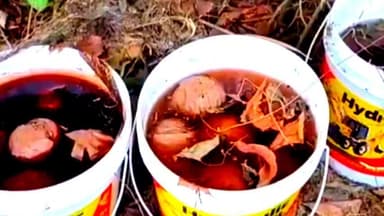 সুতি ২: ঝোপঝাড়ে লুকিয়ে রাখা তাজা বোমা! সুতি থানার অভিযানে বড়সড় বিস্ফোরক উদ্ধার