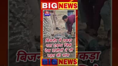 बिजनौर के अफजलगढ़ में वन विभाग ने पकड़ा टाइगर