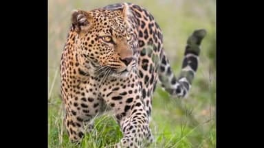 માળીયા: માળિયા મિયાણાના ફતેપર ગામે દીપડાએ બકરાનું મારણ કર્યું, ફોરેસ્ટ વિભાગની ટિમ તૈનાત...