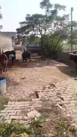 village baghu baghpat main sarkari jameen pr kabja hua