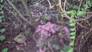 মাদারিহাট: বীরপাড়ার ইউরোপিয়ান ক্লাবের মাঠের ঝোপ থেকে রবিবার কঙ্কাল উদ্ধারের ঘটনায় চাঞ্চল্য ছড়াল