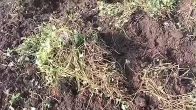 મેંદરડા: મેંદરડા પંથકમાં ખેડૂતો દ્વારા ઘઉંનું વાવેતર કરેલ જંગલી ભુંડ દ્વારા ખોદી નાખતા ખેડૂતોને નુકસાન