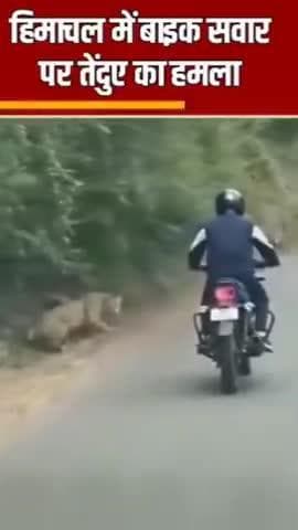 हिमाचल से सड़क पर गुजरते समय मोटरसाइकिल के सामने आया तेंदुआ वायरल वीडियो