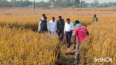 बलिया: फेफना में एसडीएम ने कराई धान की क्रॉप कटिंग, किया पैदावार का आकलन