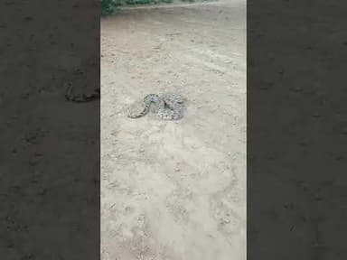 सीतापुर-खेतों में दिखा सांप ग्रामीणों ने बनाया सांप का वीडियो बना किया वायरल