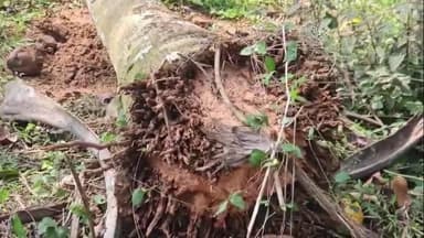 സുൽത്താൻബത്തേരി: കോളറാട്ട് കുന്നിൽ കാട്ടാനകൾ വ്യാപകമായി കൃഷി നശിപ്പിച്ചതായി പരാതി #localissue