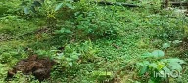 ಶೃಂಗೇರಿ: ಹುಲುಗಾರು ಬೈಲಲ್ಲಿ ಮಿತಿ ಮೀರಿದ ಕಾಡಾನೆ ಉಪಟಳ.! ಬುಡ ಸಮೇತ ಅಡಕೆ ಮರ ಬೀಳಿಸಿ ರಂಪಾಟ.!