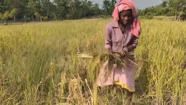 কালচিনি: কালচিনি ব্লকে ধান এখনও পুরোপুরি পাকে-নি, তারপরও বাধ্য হয়ে কাঁচা ফসল কাটছেন কৃষকরা, জানেন কেন?