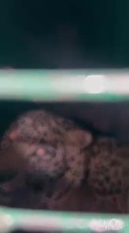 ಕಡೂರು: ಎಮ್ಮೆದೊಡ್ಡಿಯಲ್ಲಿ ಅರಣ್ಯ ಇಲಾಖೆಯ ಬೋನಿಗೆ ಬಿದ್ದ ಚಿರತೆ.! ನಿಟ್ಟುಸಿರು ಬಿಟ್ಟ ಜನ.!