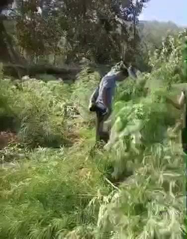 ଫୁଲବାଣୀ ସହର: ଫିରିଙ୍ଗିଆ ର ଦିଣ୍ଡିରି ଗାଆଁ ରେ 113 ଏକର ଜମି ରେ ଗଞ୍ଜେଇ ନଷ୍ଟ କଲା ପୋଲିସ