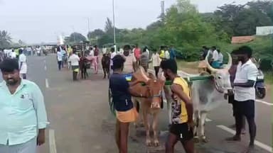 தேவகோட்டை: வரலாறு காணாத மாட்டுவண்டி பந்தயம் கண்ணங்கோட்டை பகுதியில்
– 215 மாட்டுவண்டிகள் பங்கேற்பு