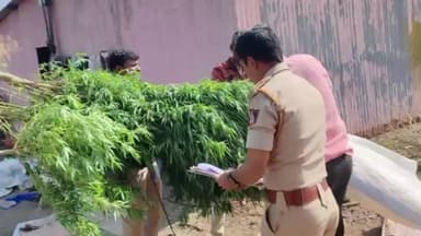 ತಿಕೋಟಾ: ಕೋಟ್ಯಾಳ ಗ್ರಾಮದಲ್ಲಿ 15ಕೆಜಿ ಗಾಂಜಾ ವಶಪಡಿಸಿಕೊಂಡ ಪೊಲೀಸ್ ಅಧಿಕಾರಿಗಳು