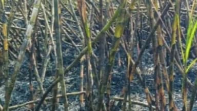 मानवत: कुंभारी येथे विद्युत तारांच्या घर्षणातून शॉर्टसर्किटमुळे लागलेल्या आगीत दोन एकर ऊस जळून खाक