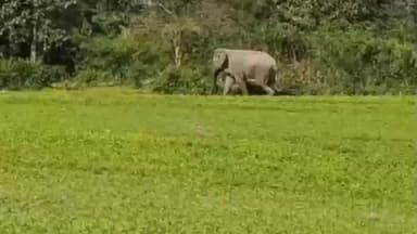 বিজনী ভাগ: বিষ্ণুপুৰত বনৰীয়া হাতীৰ মুক্ত বিচৰণ,মানাস ৰাষ্ট্ৰীয় উদ্যানৰ পৰা খাদ্যৰ সন্ধানত জনাঞ্চলত প্ৰবেশ বনৰীয়া হাতীৰ