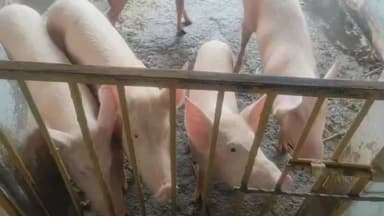 குஜிலியம்பாறை: குஜிலியம்பாறை அருகில் தோட்டத்திற்குள் புகுந்து 2 வெள்ளை பன்றிகளை திருடி சென்ற மர்ம நபர்கள்