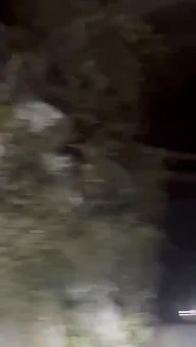 पौड़ी में गुलदार का तो चमोली व रुद्रप्रयाग में भालू का आतंक। अपर चमोली में देखे किस तरह मुख्य मार्ग तक आ धमके भालू परिवार...