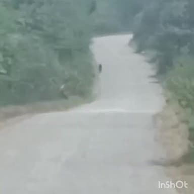 ರಾಣೇಬೆನ್ನೂರು: ಯಾಕ್ಲಾಸಾಪುರ ಮತ್ತು ಚಳಗೇರಿ ರಸ್ತೆಯಲ್ಲಿ ಚಿರತೆ ಕಂಡು ಬೇಚ್ಚಿಬಿದ್ದ ಬೈಕ್ ಸವಾರ