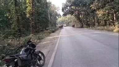 तमनार: तमनार में हाथियों का खतरा, 40-50 जंगली हाथियों का झुंड जंगल से सड़क पर उतरा